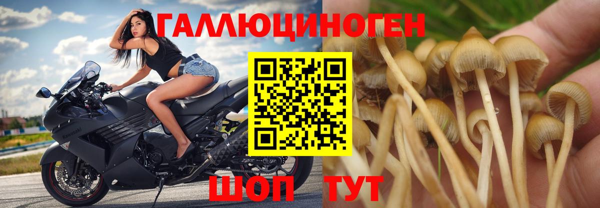 Бор  Галлюциногенные грибы мухоморы  Псилоцибиновые грибы Cubensis  Вход с VPN 